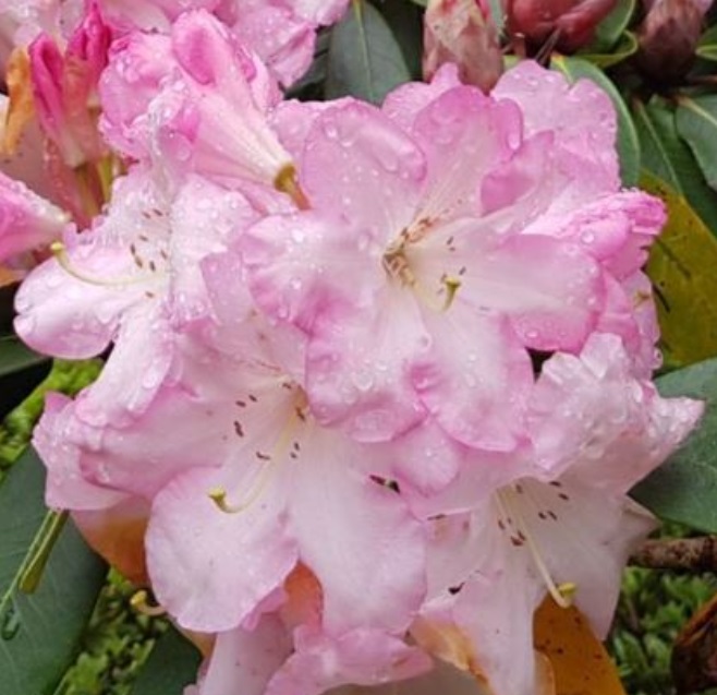 Rhododendrons à grand développement