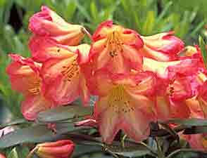 Rhododendrons à développement modéré