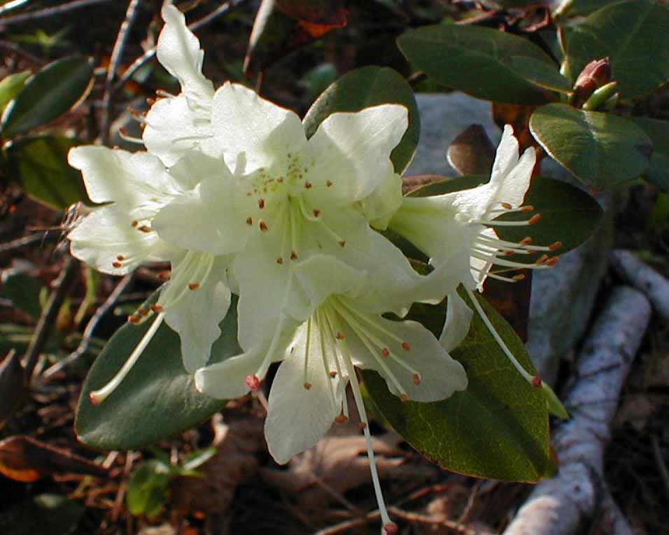 Rhododendrons nains