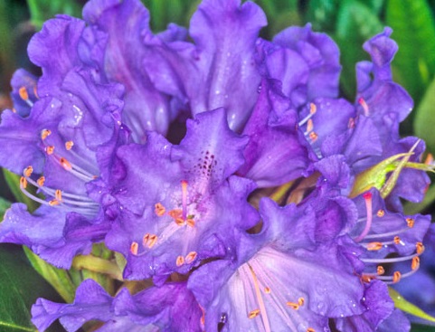 Rhododendrons à grand développement