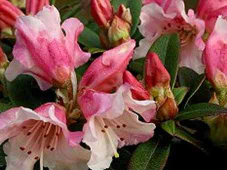 Rhododendrons nains